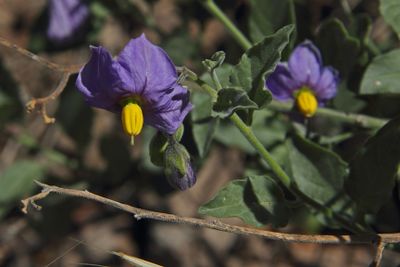 IMG_4876_proc_c.jpg