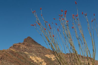 IMG_7064-1_c.jpg