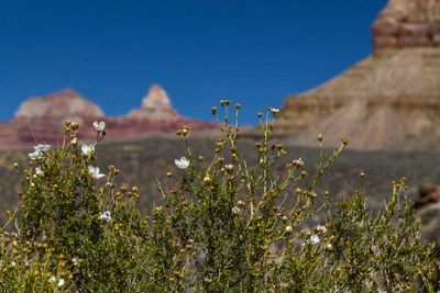 IMG_8329-1_c.jpg