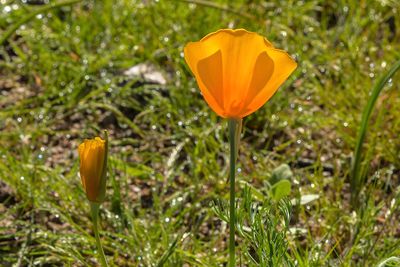 _MG_0420_proc_c.jpg