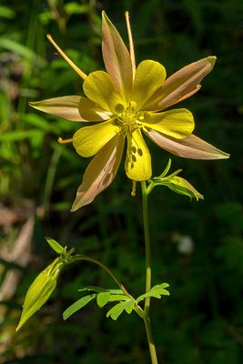 _MG_6408_proc_c.jpg