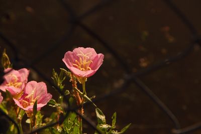 IMG_3431_proc.jpg