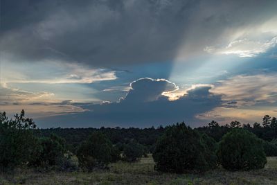 Crepuscular