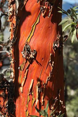 Bark from Manzanita tree