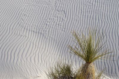 Gypsum dunes with insect tracks - White Sands NM