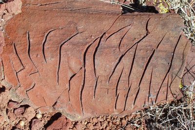 Cooled lava cracks  SP Crater AZ