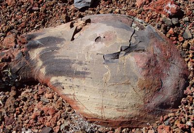 Cooled 'lava bomb'  SP Crater AZ