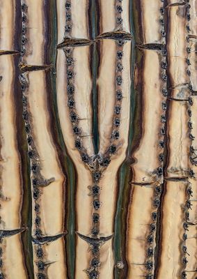 Ribs of dead saguaro cactus after wildfire