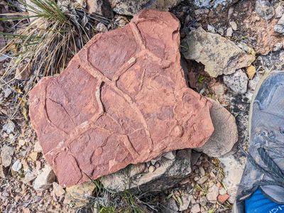 Fossilized cast  Supai Group  GCNP