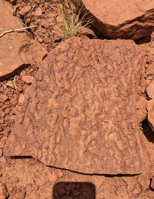 Fossilized impressions in Supai Layer  GCNP