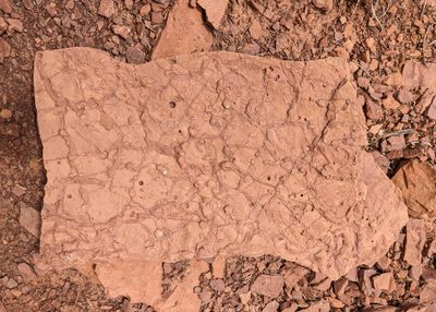 Fossilized impressions in Supai Layer  GCNP
