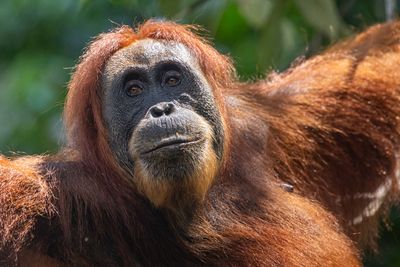 Orangutan