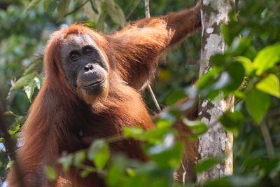 Orangutan