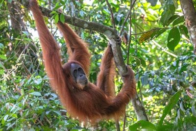 Young Orangutan