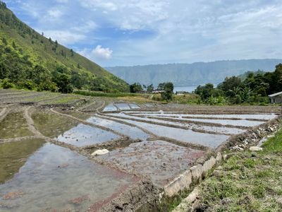 Rice field