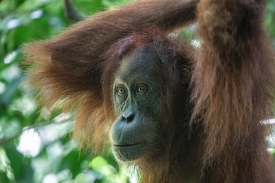 Orangutan