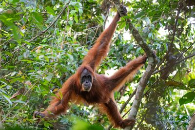 Orangutan