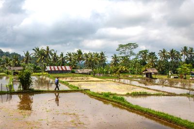 Farmer at work in rice fields (Bali)