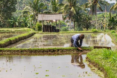 Farmer at work in rice fields (Bali)