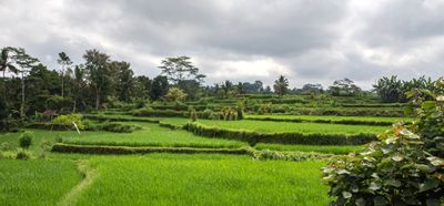 Rice field near Ubud