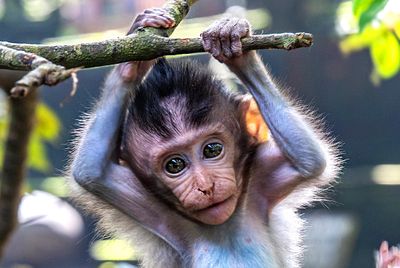 Monkey Forest Ubud