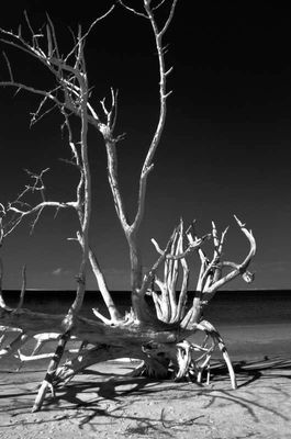 driftwood beach1_209.jpg