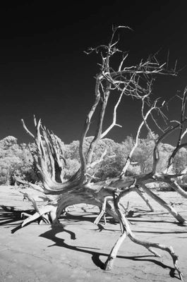 driftwood beach2_210.jpg