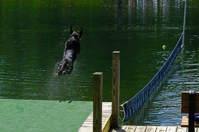 Dockdog 3.jpg