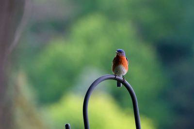 bluebird 2.jpg