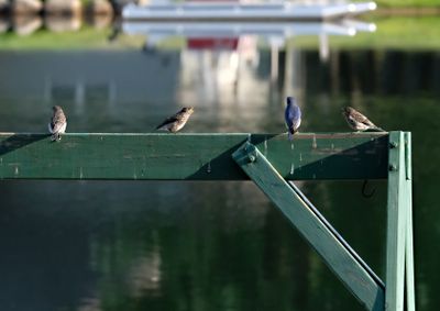 bluebird 0.jpg