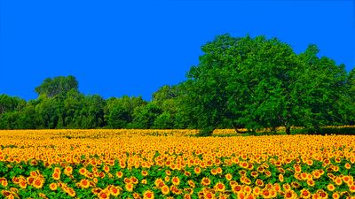2024 sunflower field.jpg