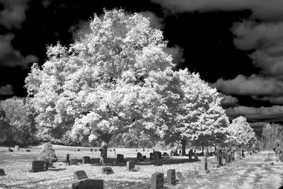 DSCF0498bw.jpg