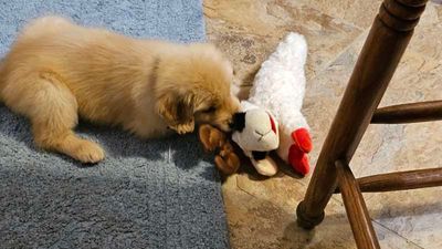 Lambie 2 of 3