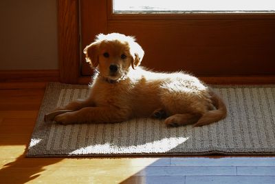 Sun spot