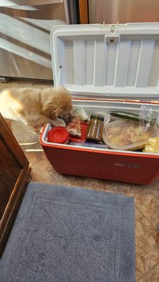 Service dog 