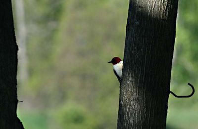woody 1_014.jpg