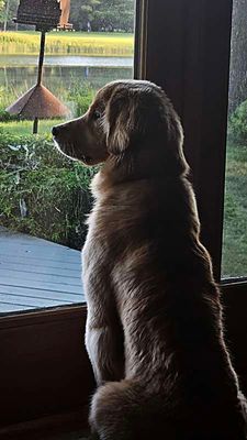 back yard sentinel