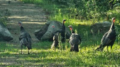 2025 Aug pup walk birds_01.jpg
