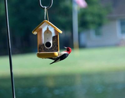 Bird0_08.jpg