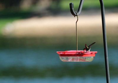 Bird1_09.jpg