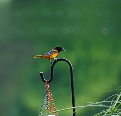 LH oriole_14.jpg