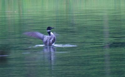 loon2_15.jpg