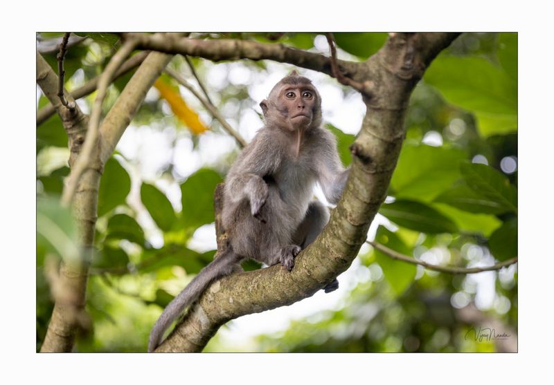 Monkey Forest, Ubud