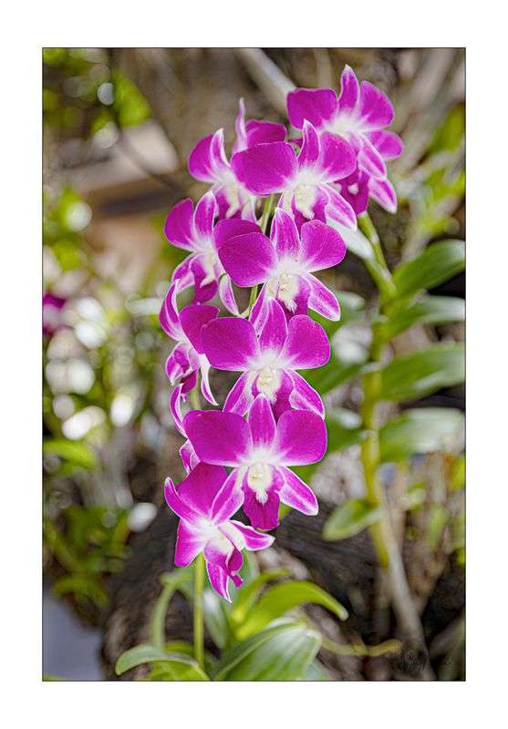 Orchids Galore