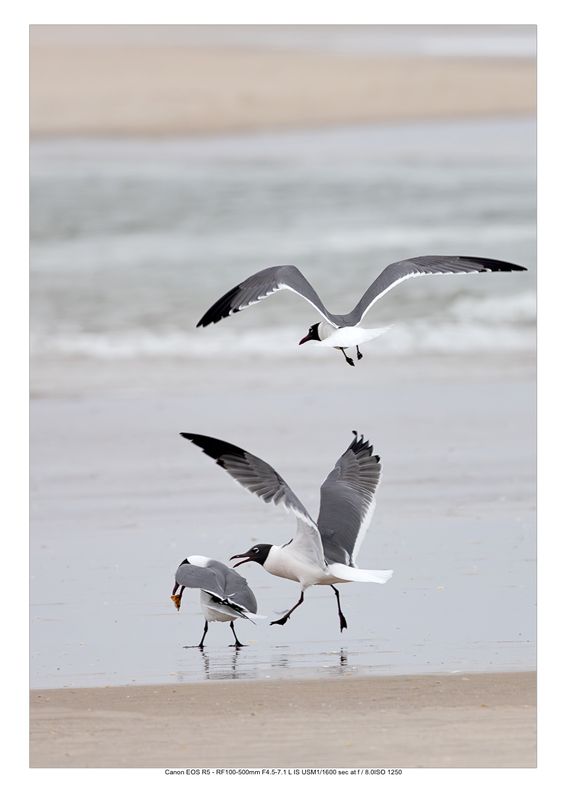 The Laughing Gull