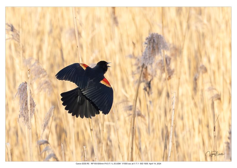 Red winged Black Bird 