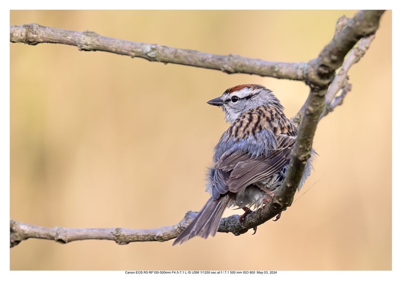 Chipping Sparrow 