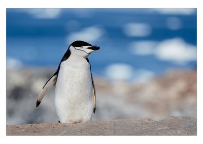 Chinstrap Penguin 