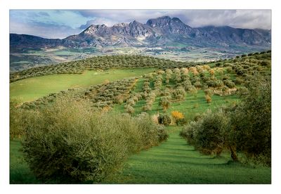 Olive Groves - Central Sicily 
