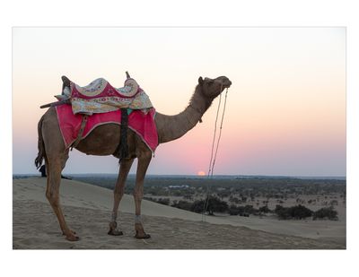 Western Rajasthan, India